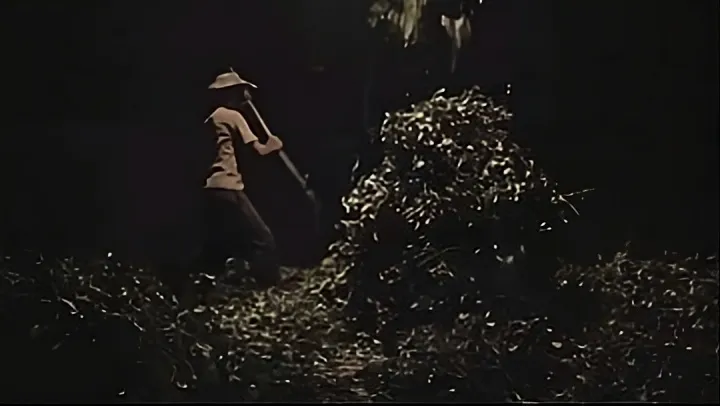 Les techniques de séchage de la Yerba Maté