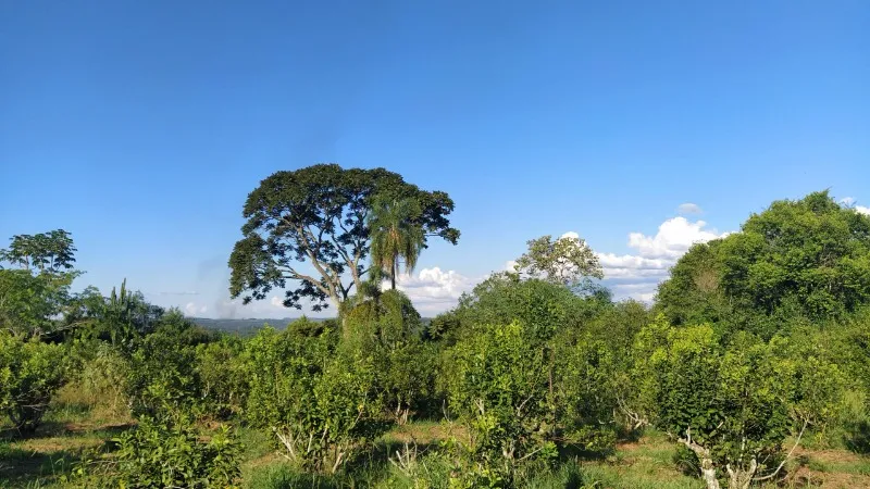 La Yerba Maté, c’est quoi?
